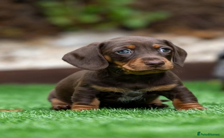 Miniature Dachshund dogs - Advert 11