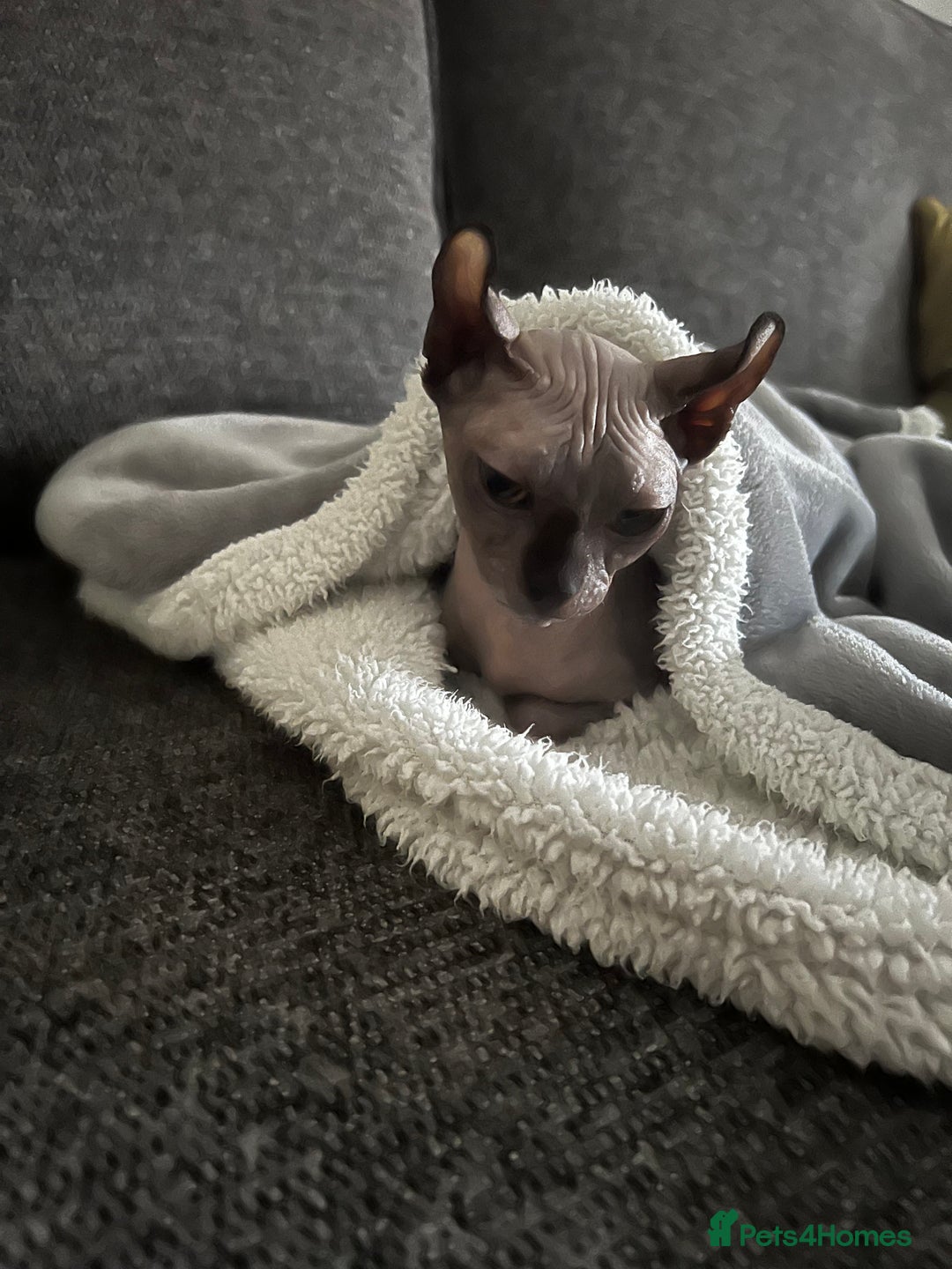Sphynx cats for sale: margot is 2.5 years old looking for loving home.  - Advert 3