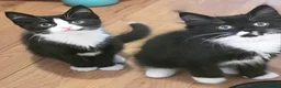 Mixed Breed cats for sale: Kittens Ready Now!! - Advert 6
