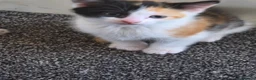 Mixed Breed cats for sale: Beautiful kitten for sale  - Advert 2