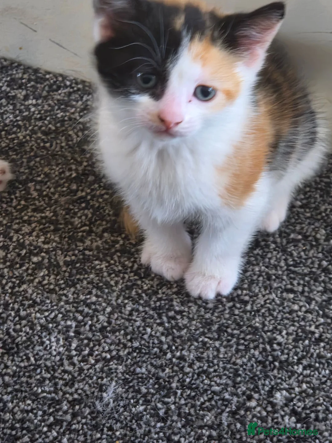 Mixed Breed cats for sale: Beautiful kitten for sale  - Advert 2