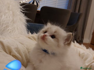 Ragdoll cats Beautiful Ragdoll kittens raised with ❤️ - Advert 6