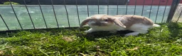 Mini Lop rabbits for sale: Litter of Mini Lop bunnies  - Advert 4