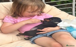 Miniature Dachshund dogs for sale: Miniature dachshund puppies, family bred - Image 11