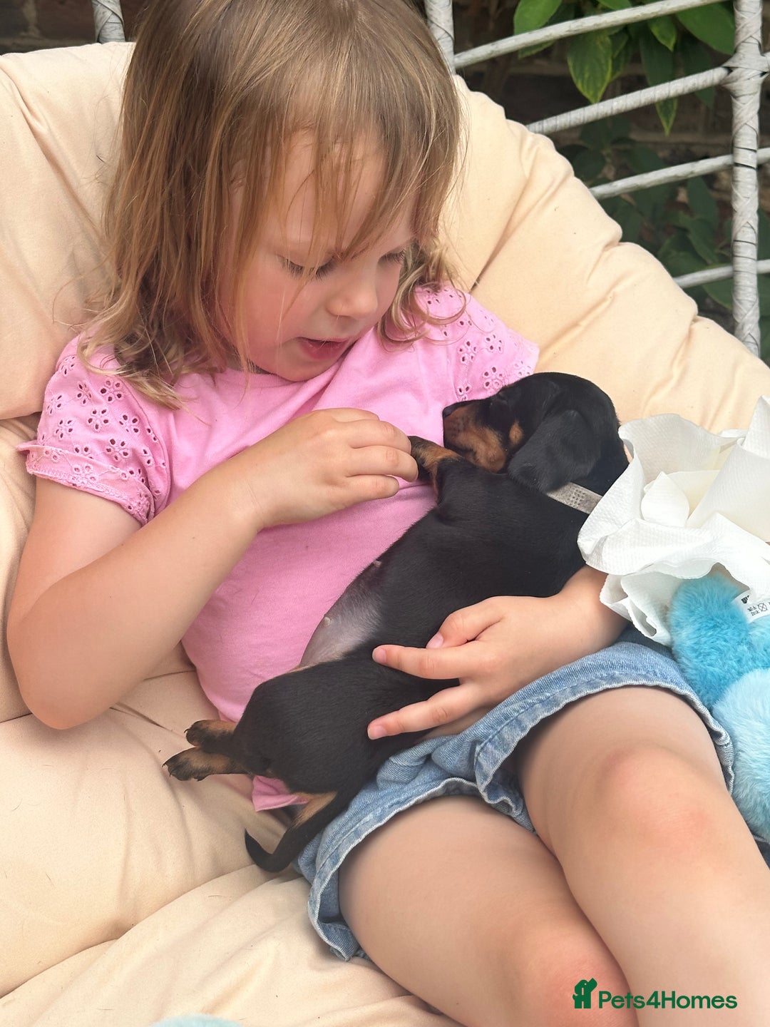 Miniature Dachshund dogs for sale: Miniature dachshund puppies, family bred - Image 11