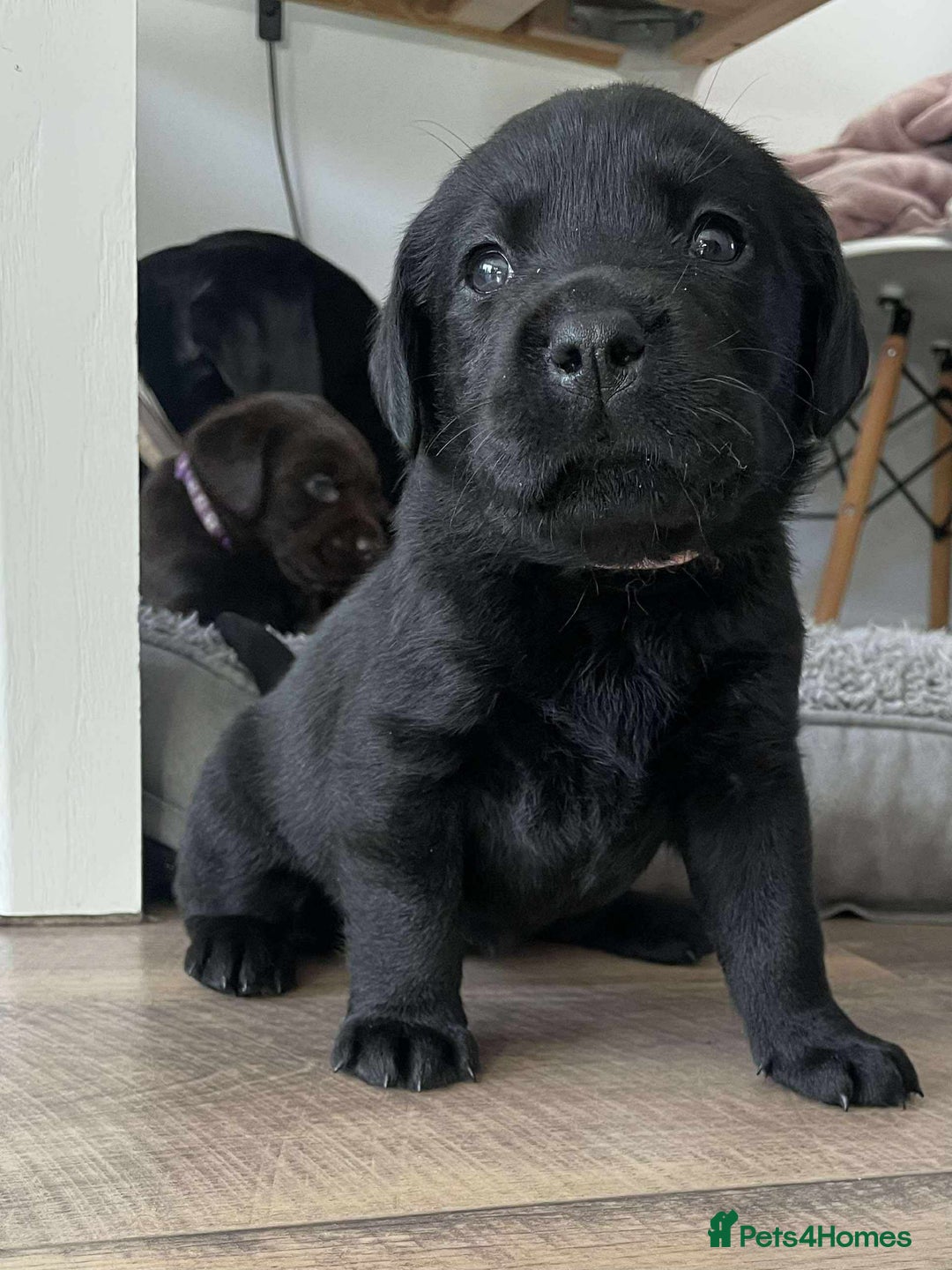 Labrador Retriever dogs for sale: Healthy Labrador Puppies Looking for Forever Homes - Advert 16