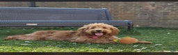 Cockapoo dogs for sale: Zara – 15 month girl looking for her forever home - Advert 1