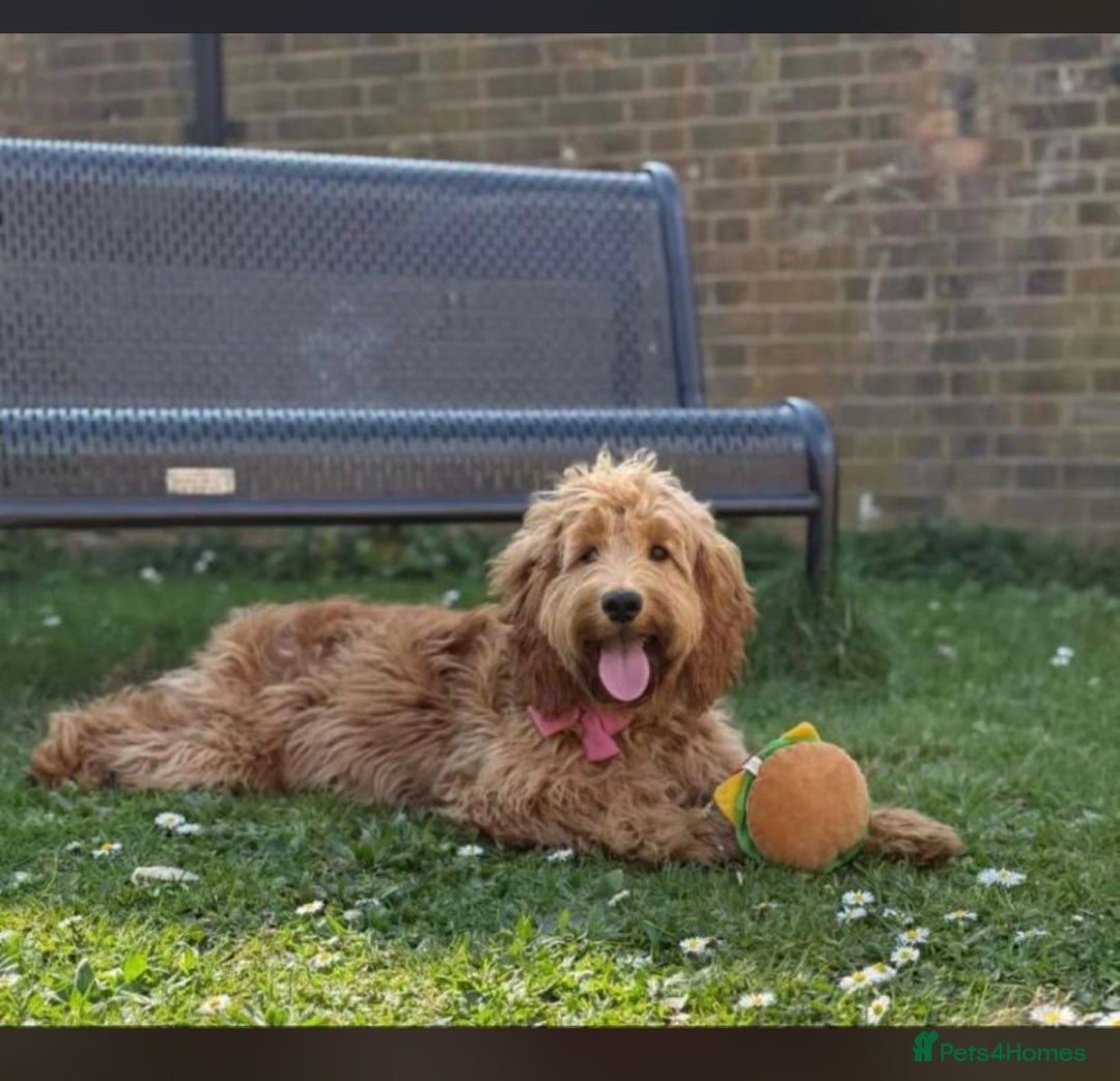 Cockapoo dogs for sale: Zara – 15 month girl looking for her forever home - Advert 1
