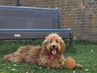 Cockapoo dogs Zara – 15 month girl looking for her forever home - Advert 1