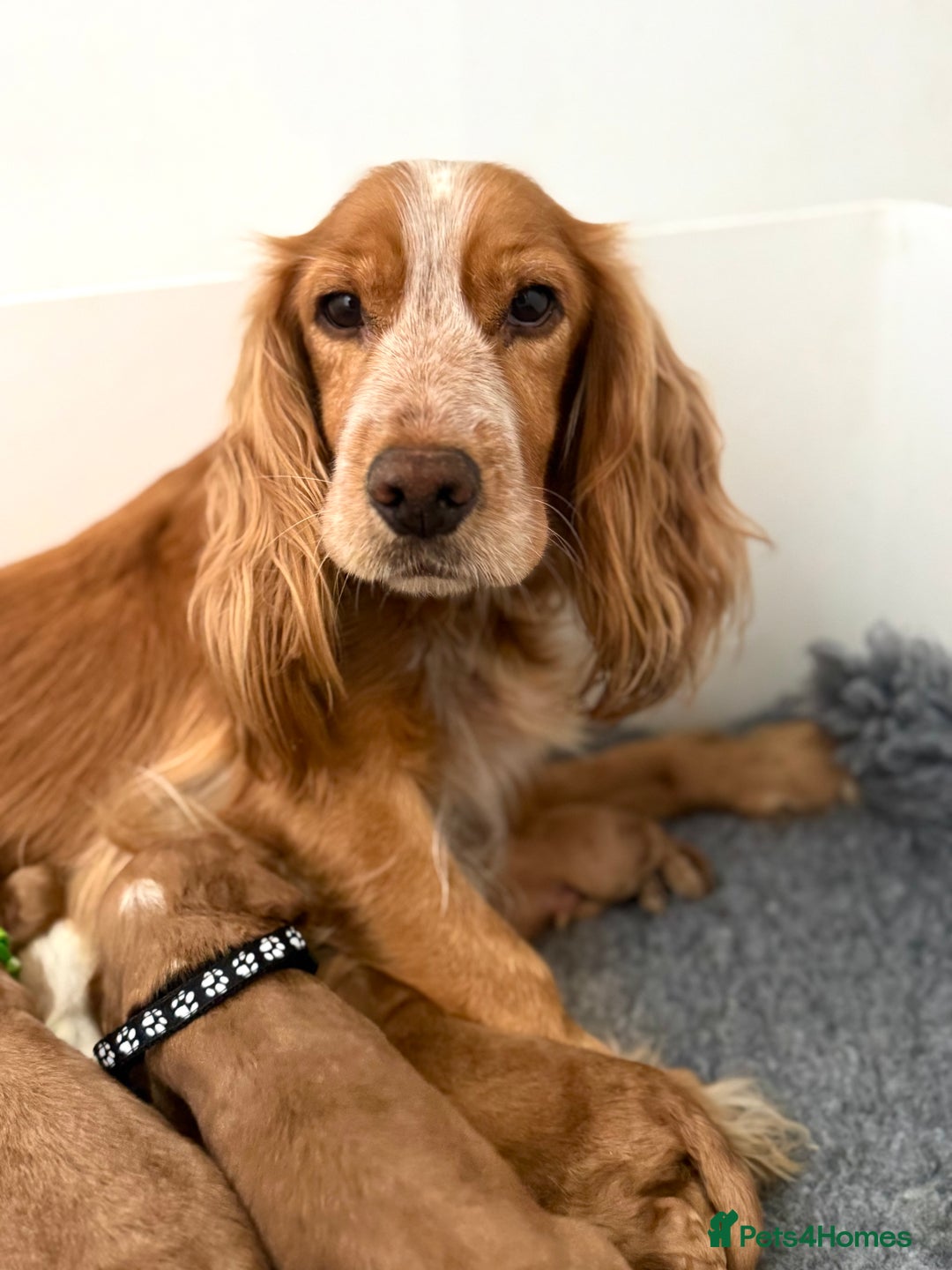 Cocker Spaniel dogs for sale: 🐾 🌟 Exceptional Show Type Cocker Spaniels 🐾 🌟 - Image 11