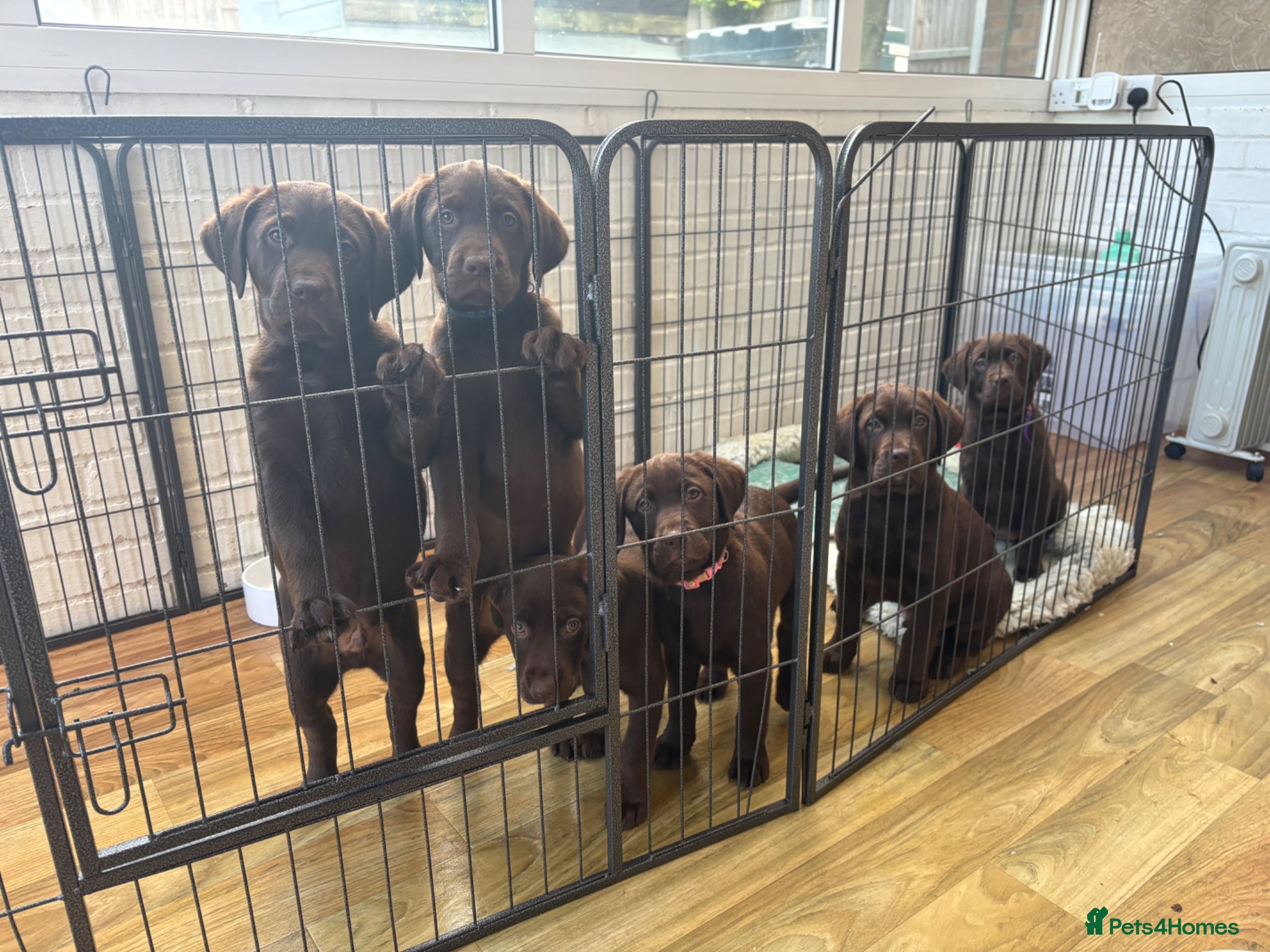Labrador Retriever dogs for sale: Beautiful Chocolate Labrador Puppies - 09/03/2026 - Advert 1