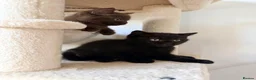 British Shorthair cats for sale: 1  black female GCCF British short hair kitten - Advert 5