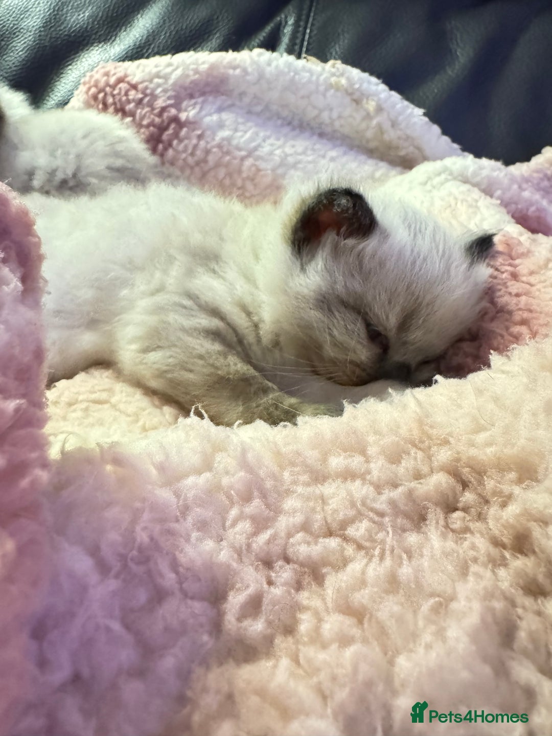 Ragdoll cats for sale: 1 beautiful  boy seal point ragdoll kitten   - Advert 5