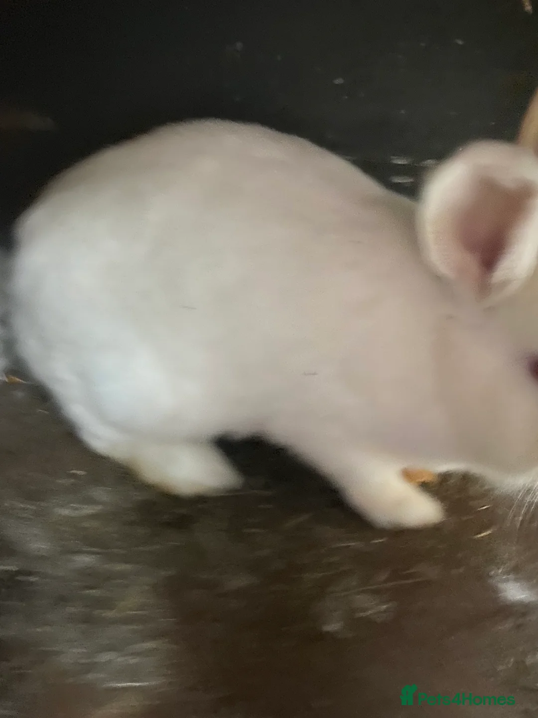 Mixed Breed rabbits for sale: New zealand, rex and mixed doves for sale! - Advert 18