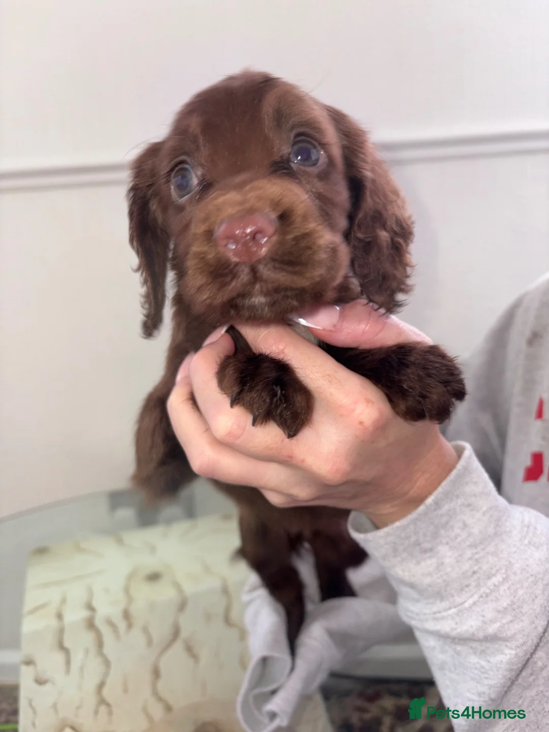 Cocker Spaniel dogs for sale: Fantastic working cocker pups  - Advert 14