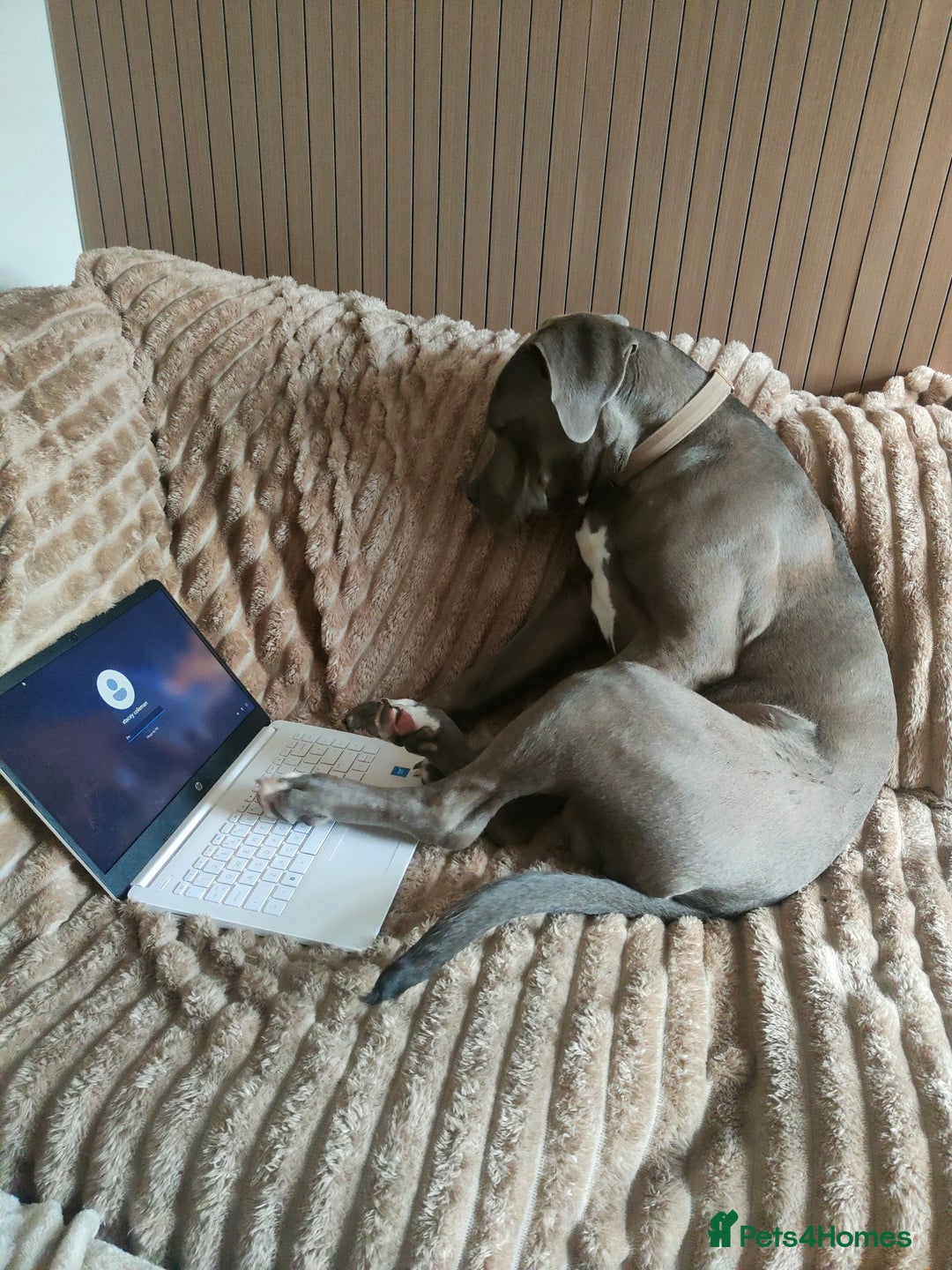 Mixed Breed dogs for sale: 9 month old BFG mastiff cross Reeko 🥰 - Image 2