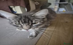 Maine Coon cats for sale: 9 month old maine coon - Image 7