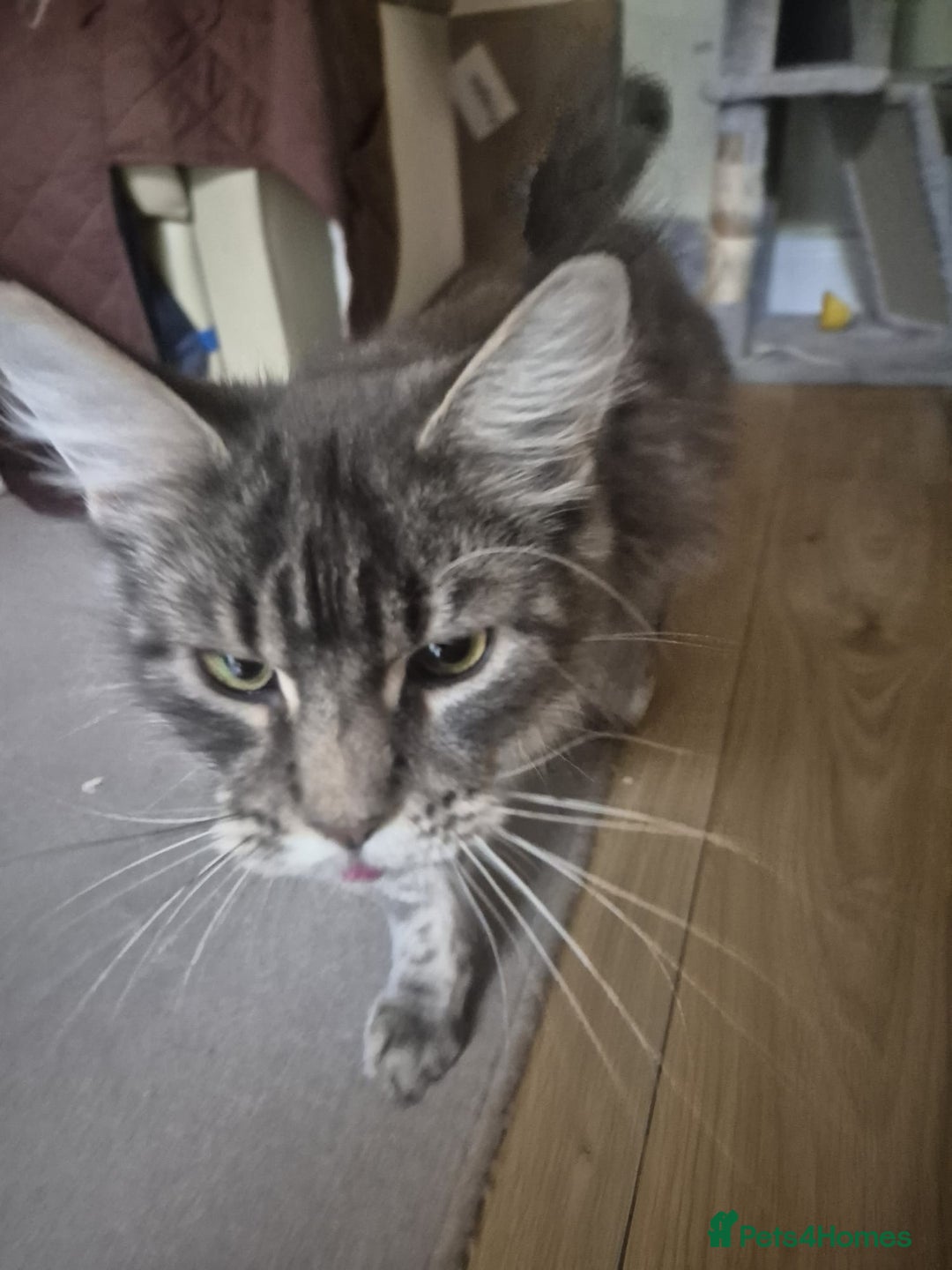 Maine Coon cats for sale: 9 month old maine coon - Image 7