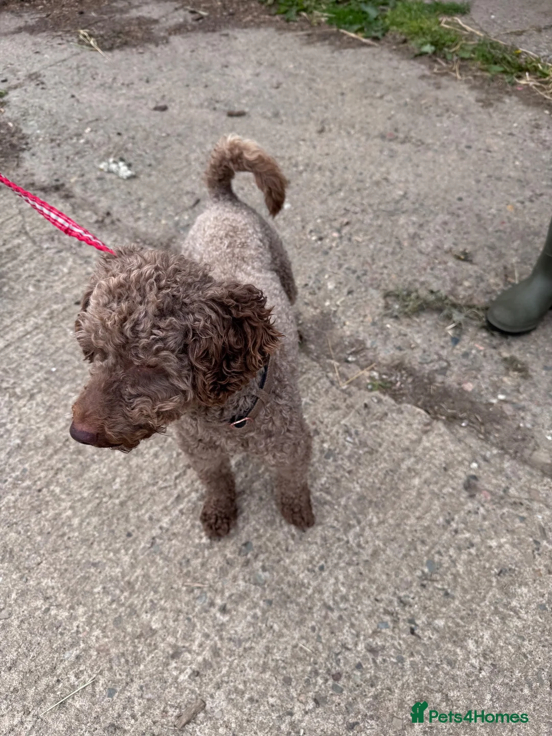 Cockapoo dogs for sale: Cockapoos in Turriff - Advert 14