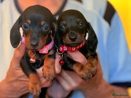 Miniature Dachshund dogs - Advert 5
