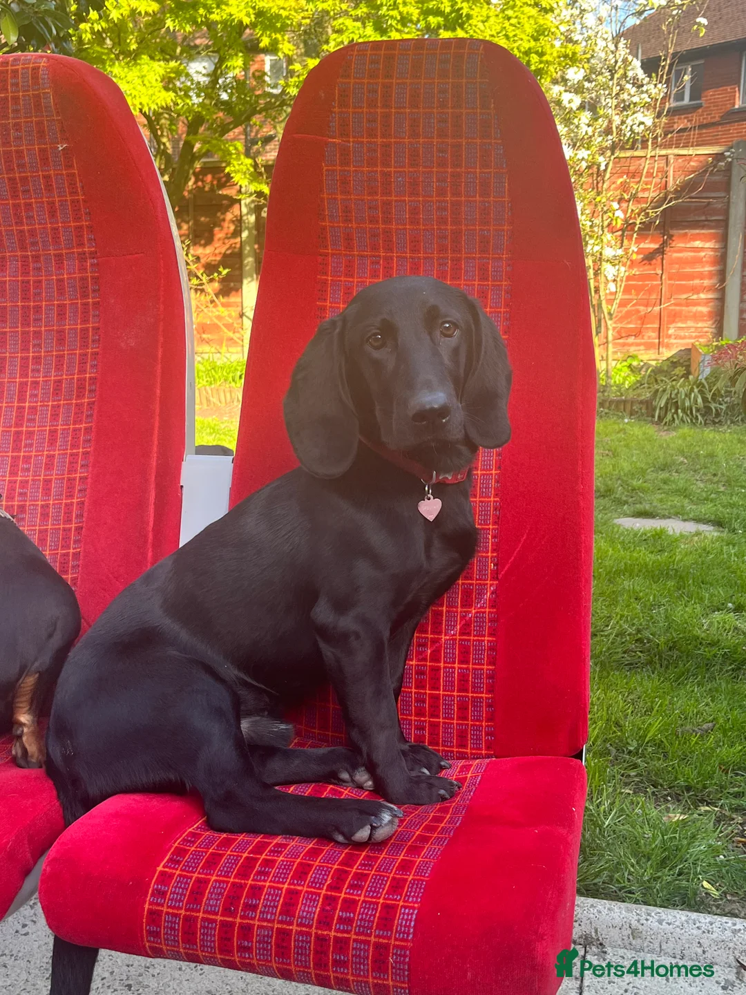 Mixed Breed dogs for sale: Otis - 1 year old Bassador male  in Bolton - Advert 6