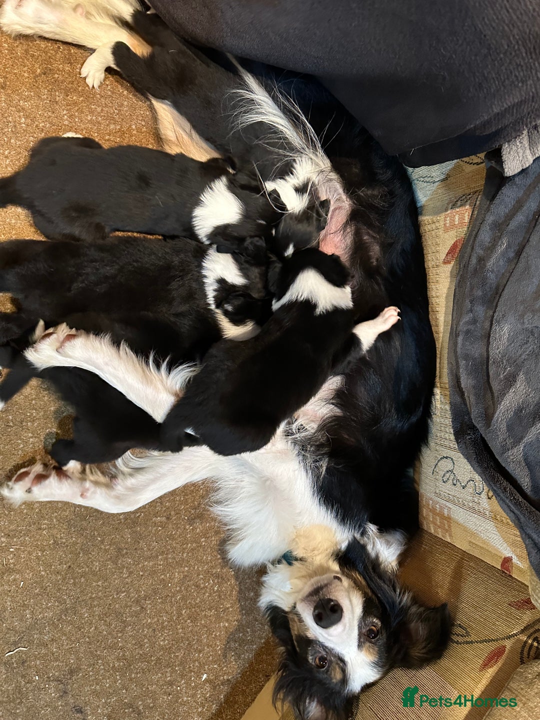 Border Collie dogs for sale: Border collie pups. Ready 26 aug - Image 2