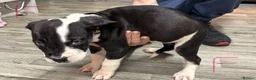 Mixed Breed dogs for sale: American bulldog x Presa canario puppy’s  in Birmingham - Advert 8
