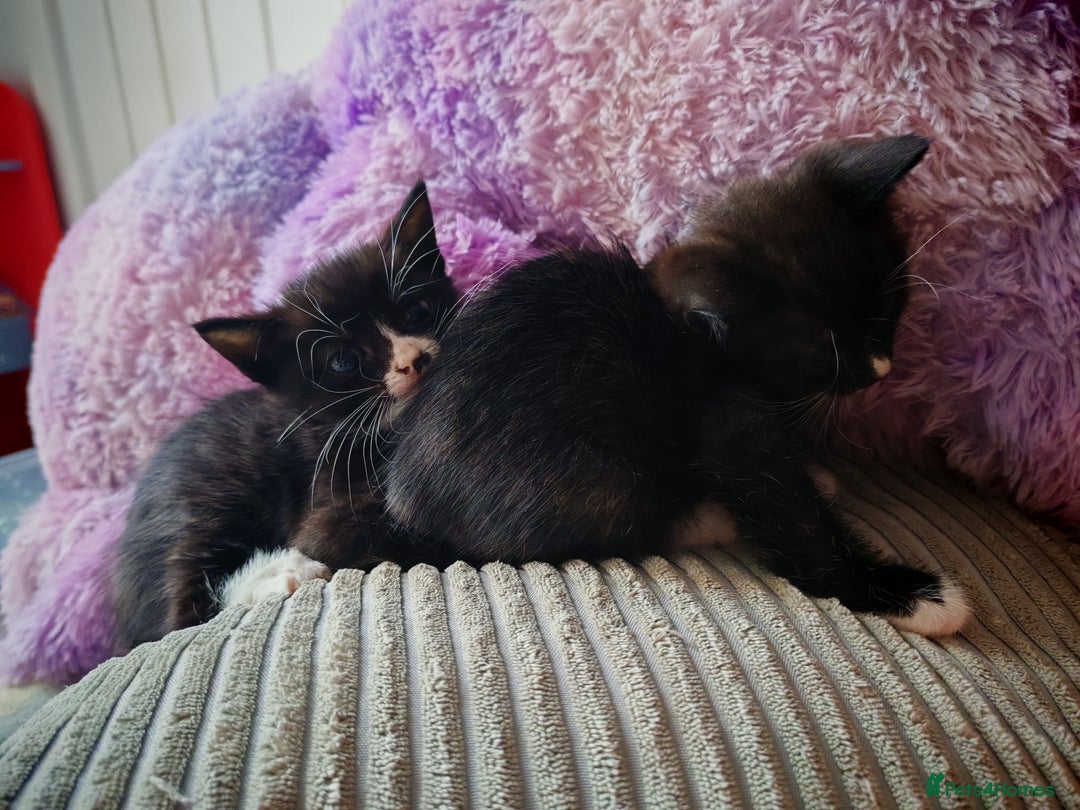 Mixed Breed cats for sale: Kittens for sale 🐱 - Image 6