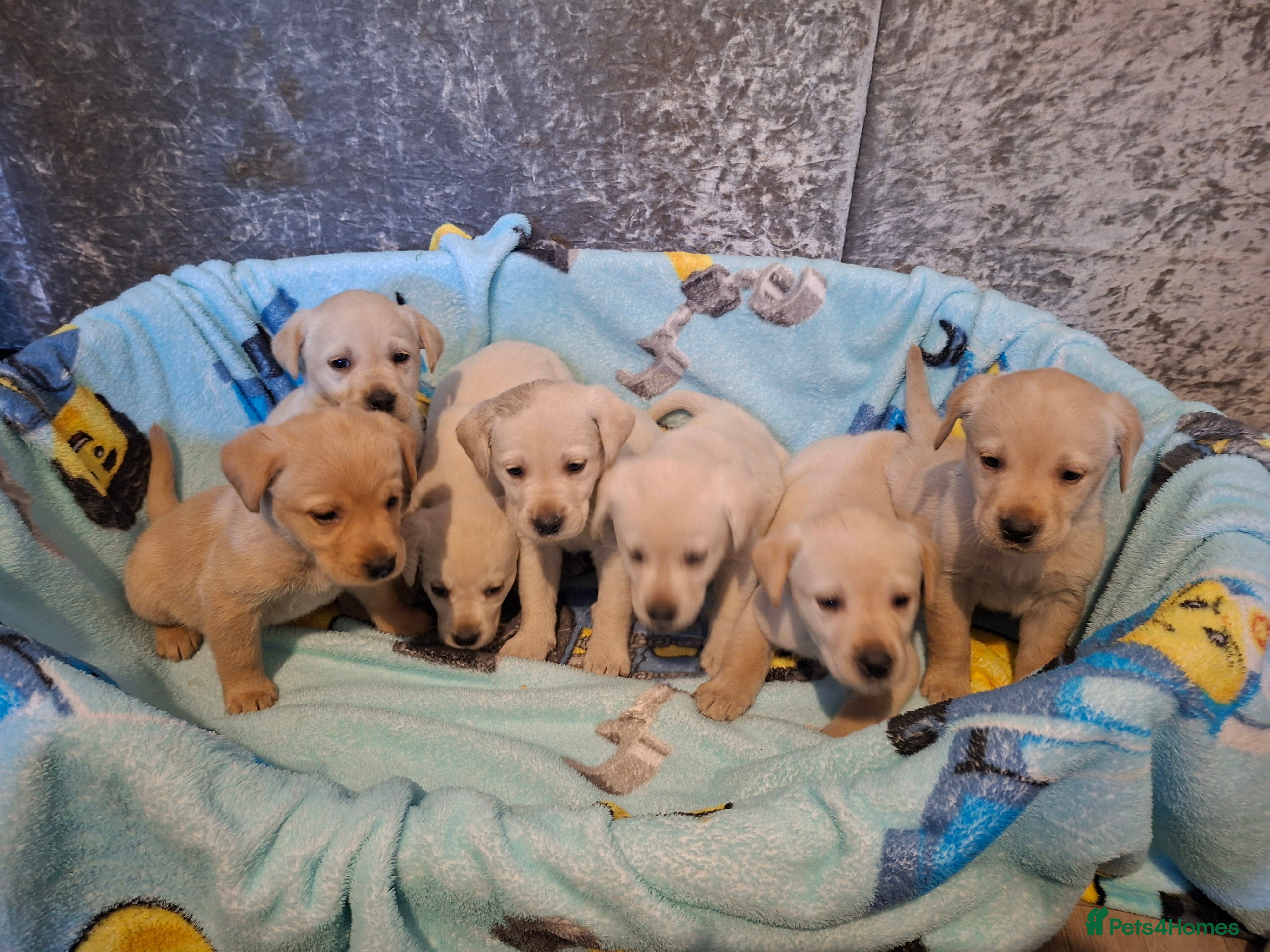 Labrador Retriever dogs Pedigree Labrador Golden Puppies - Advert 1