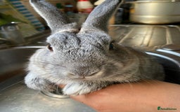 Mixed Breed rabbits for sale: Adorable Grey Male Bunny For Sale! - Image 6