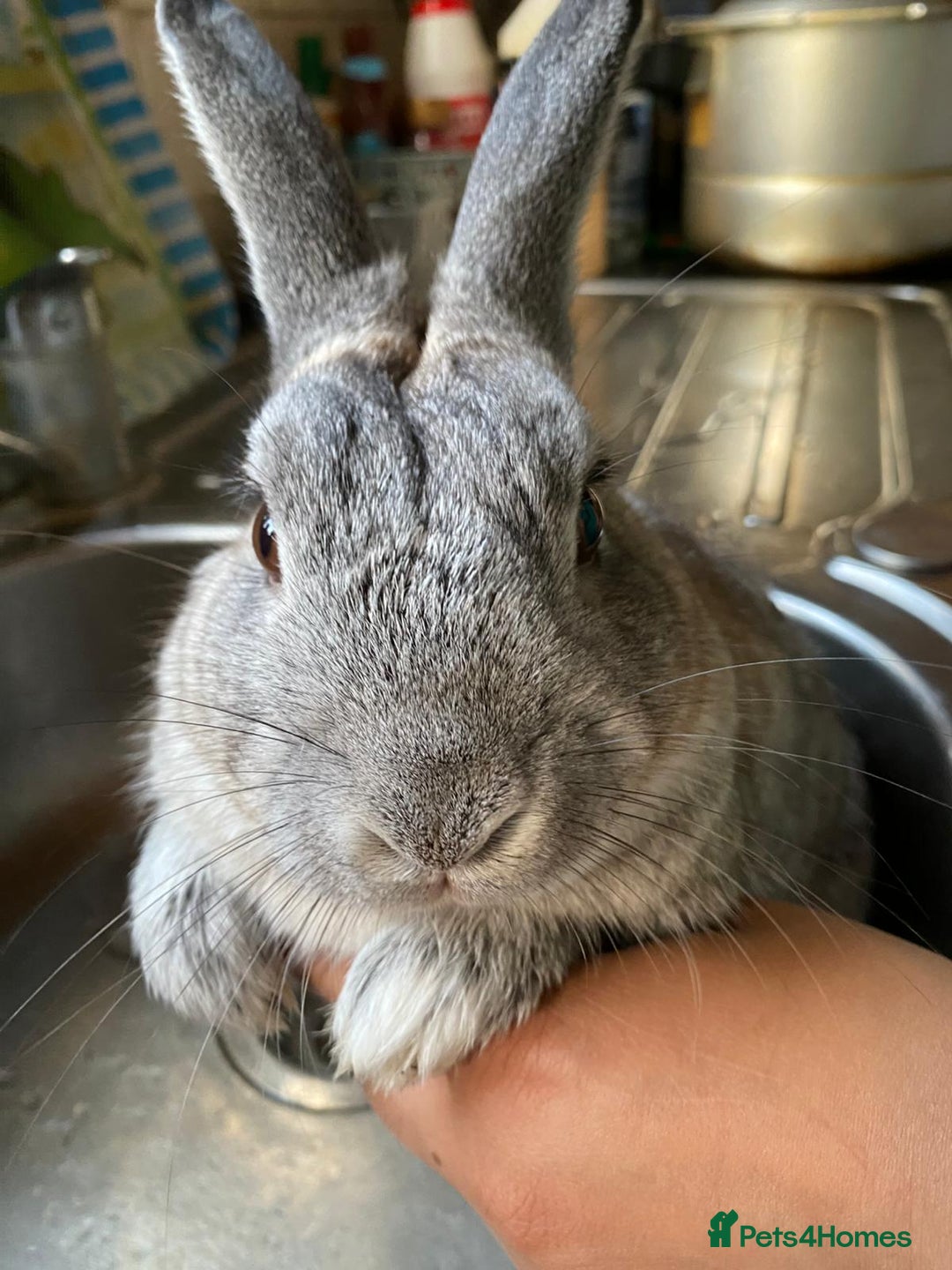 Mixed Breed rabbits for sale: Adorable Grey Male Bunny For Sale! - Image 6