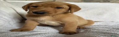 Labrador Retriever 2