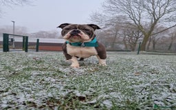 American Bully dogs for sale: American Pocket Bullys  - Image 6