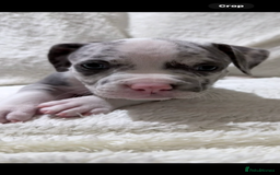 American Bully dogs for sale: Abkc Pocket Bully X Abkc classic Bully puppies - Image 31