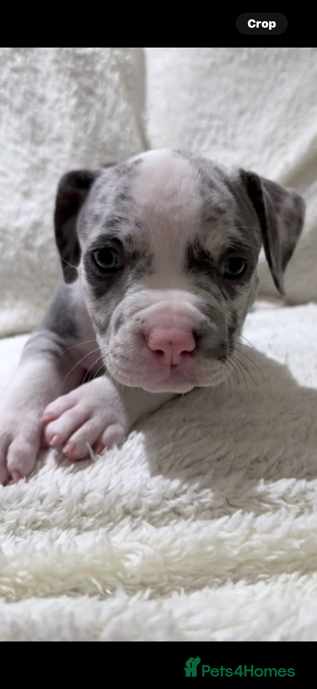 American Bully dogs for sale: Abkc Pocket Bully X Abkc classic Bully puppies - Image 31