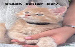 Maine Coon cats for sale: Beautiful Maine coon kittens for sale - Image 7