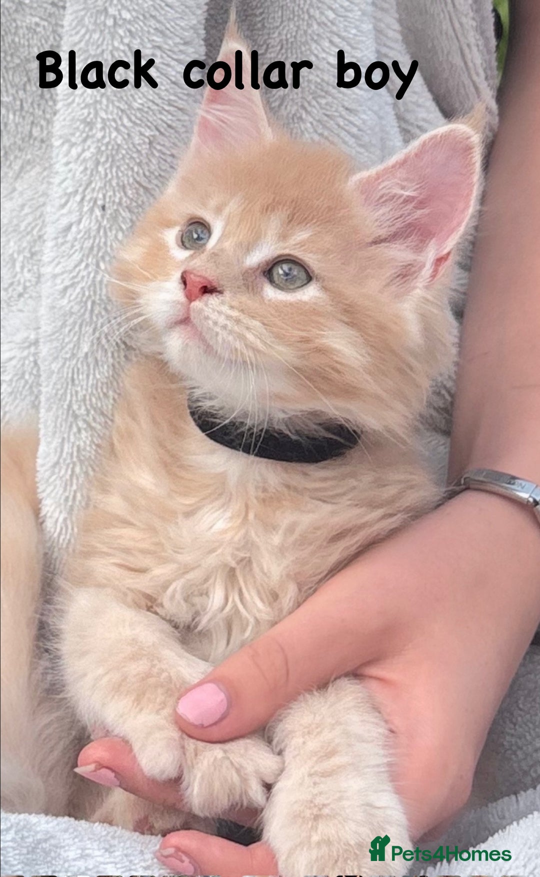 Maine Coon cats for sale: Beautiful Maine coon kittens for sale - Image 7