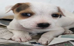 Jack Russell dogs for sale: Intellectual Jack Russell Terrier pups  - Image 2
