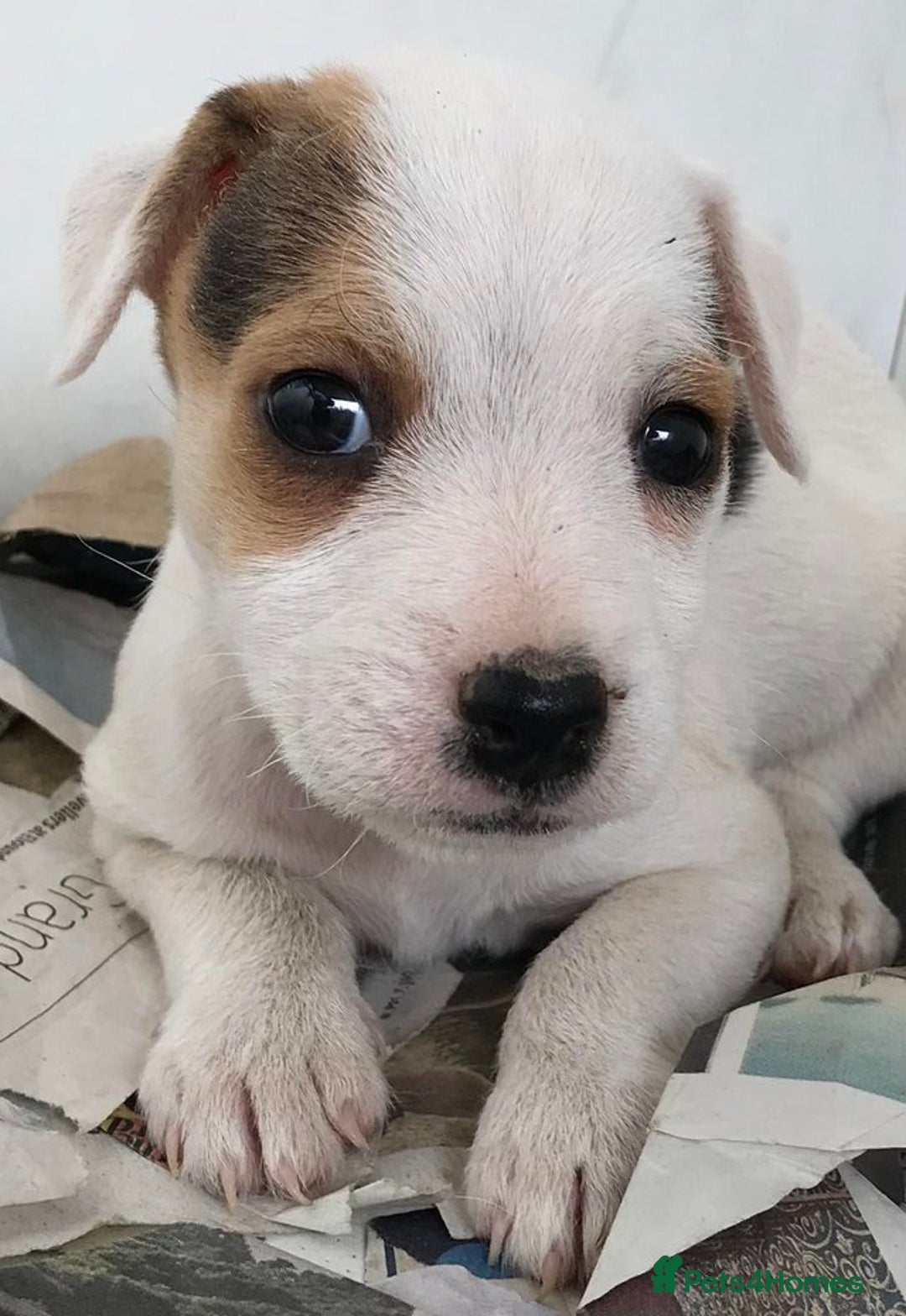 Jack Russell dogs for sale: Intellectual Jack Russell Terrier pups  - Image 2