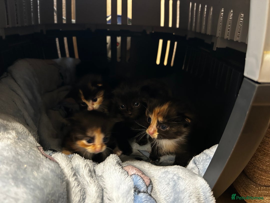 Ragcoon cats for sale: Ragdoll cross Maine coon - Image 18