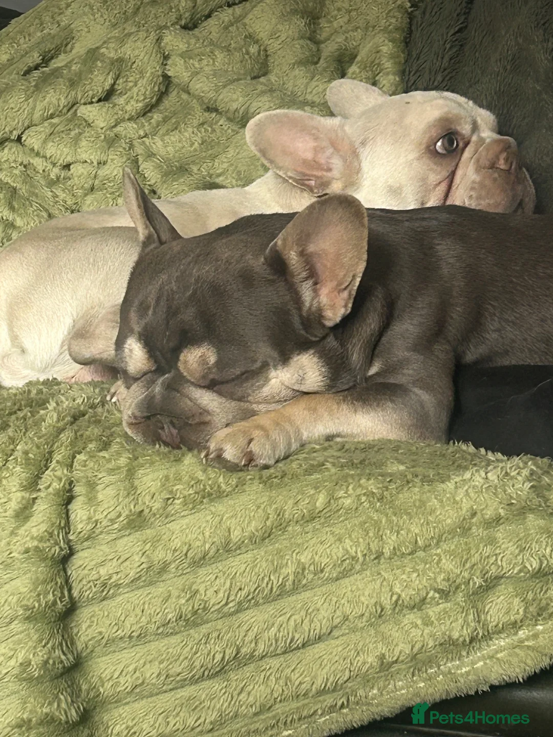 French Bulldog dogs for sale: Good boys for good homes  - Advert 3