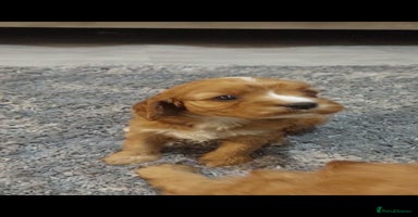Cavapoo dogs - Advert 1