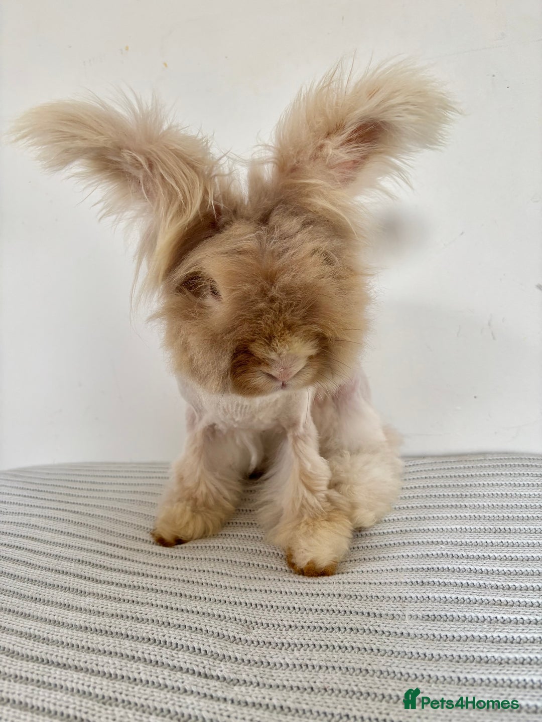 Angora rabbits for sale: Fully Vaccinated Pedigree Angoras  - Image 7