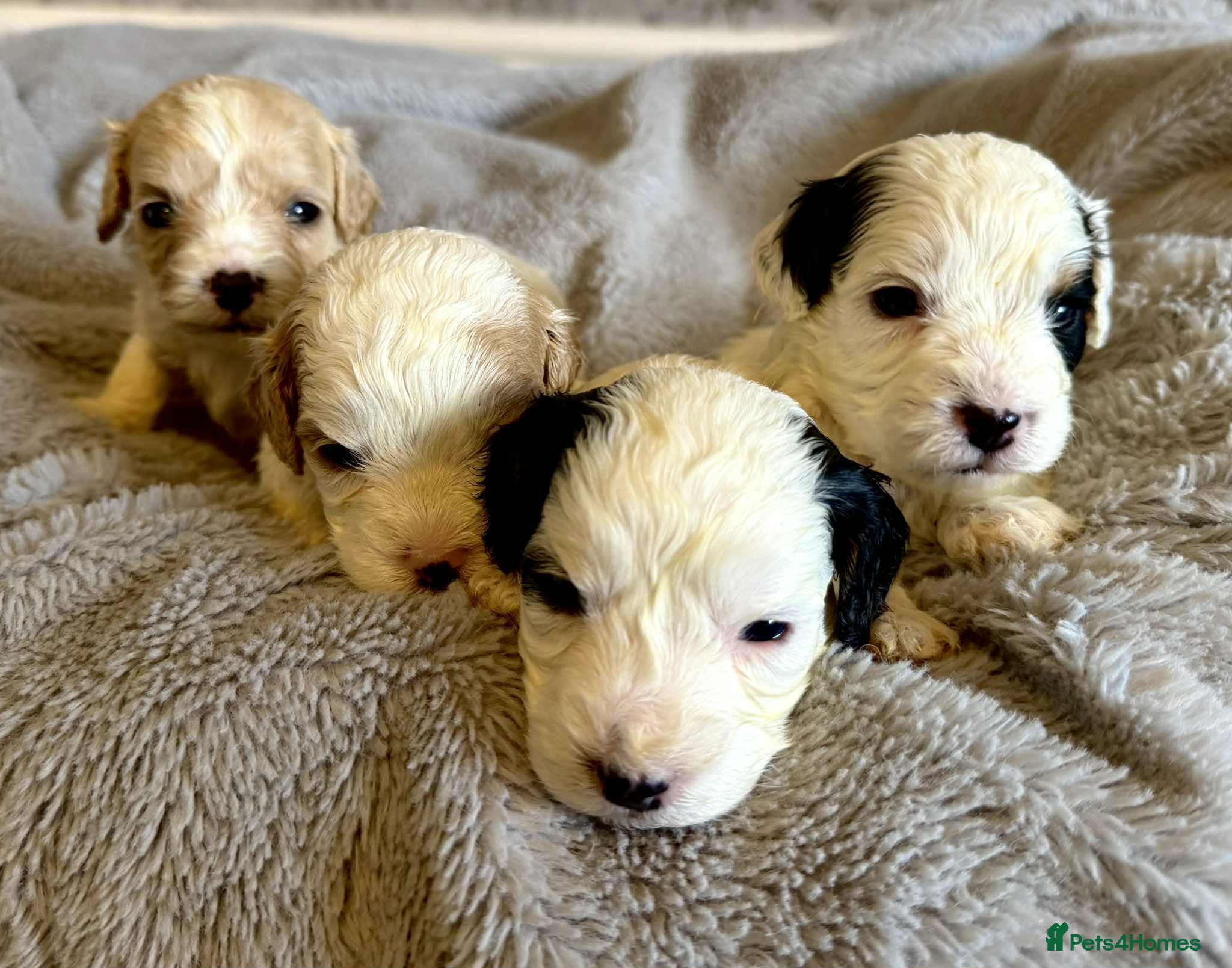 Cavapoo dogs ⭐ F1 Health tested Cavapoos⭐ - Advert 4