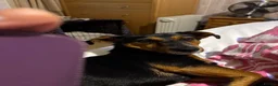 Jackshund dogs for sale: Jackshund for sale in Beckenham - Advert 10