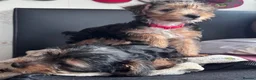 Yorkshire Terrier dogs for sale: Yorkshire Terrier Puppies 10 Weeks  - Advert 21