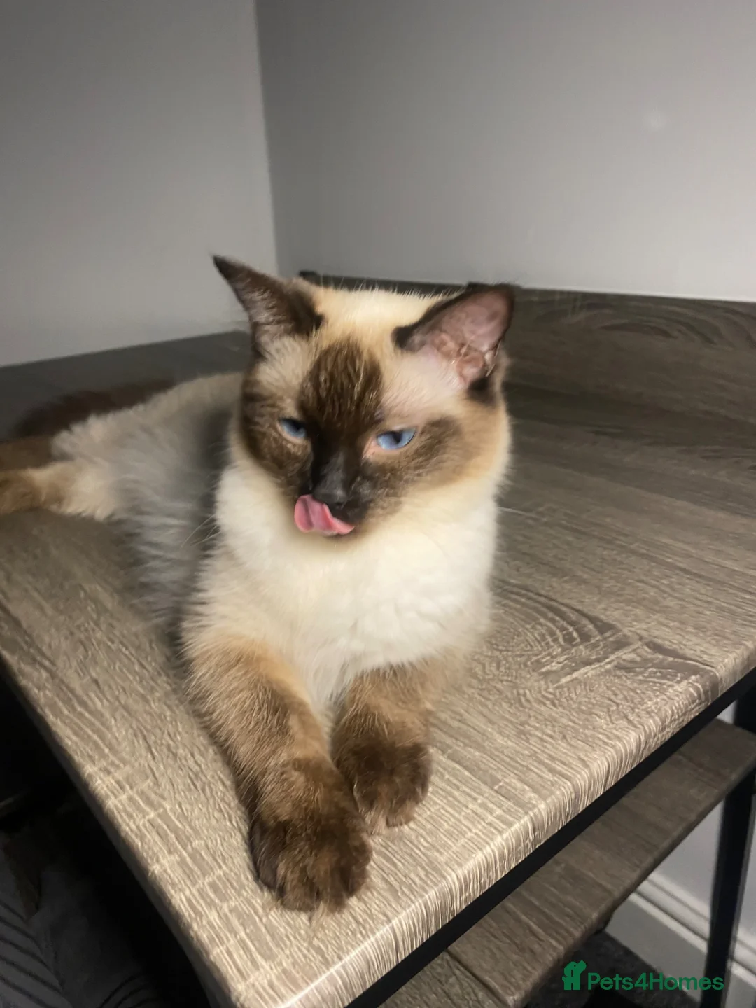 Ragdoll cats for sale: Ragdoll kittens for sale  - Advert 14