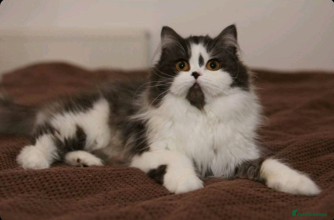 British Shorthair cats Champion British Longhair girl. - Advert 2