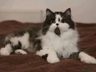 British Shorthair cats Champion British Longhair girl. - Advert 15