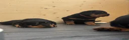 Rottweiler dogs for sale: Champion German Rottweiler Puppies - Advert 12